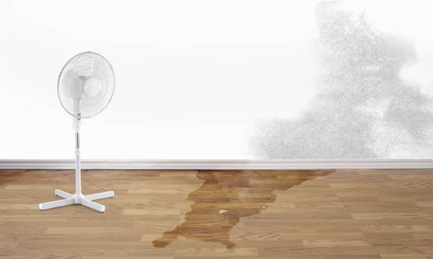 Best Carpet water damage restoration  in South Park, WY
