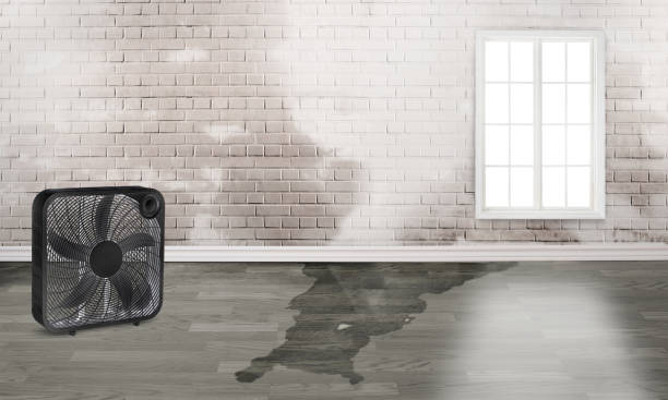 Best Basement water damage restoration  in South Park, WY